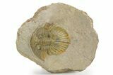 Rare, Platyscutellum Massai Trilobite - Aatchana, Morocco #381468-1